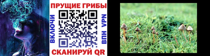 Псилоцибиновые грибы мухоморы  Купить закладки  Кондрово 